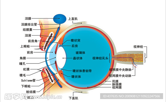 矢量眼球解剖图