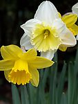 黄水仙(Daffodils)