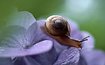 蜗牛