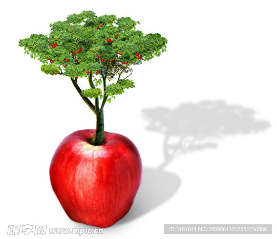 苹果树