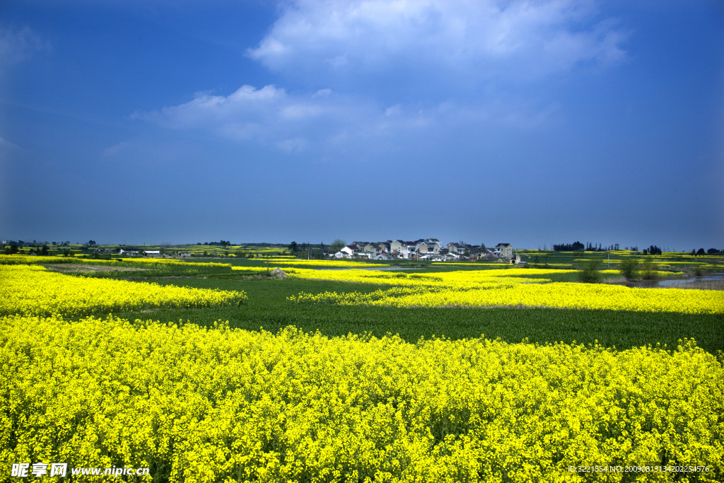 油菜花