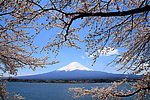 日本富士山樱花