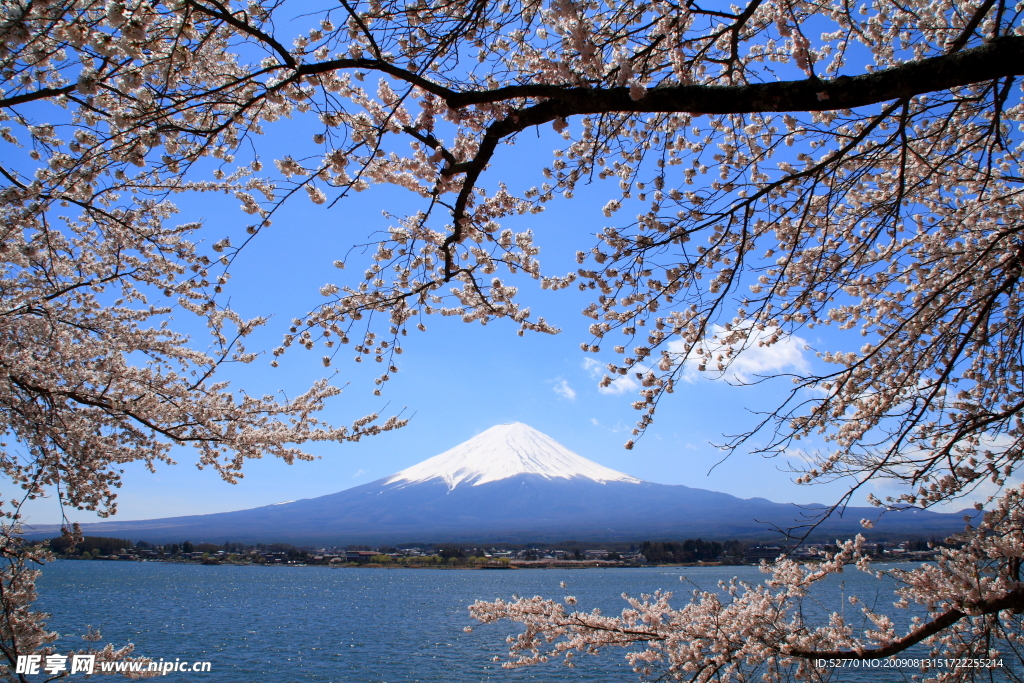 日本富士山樱花