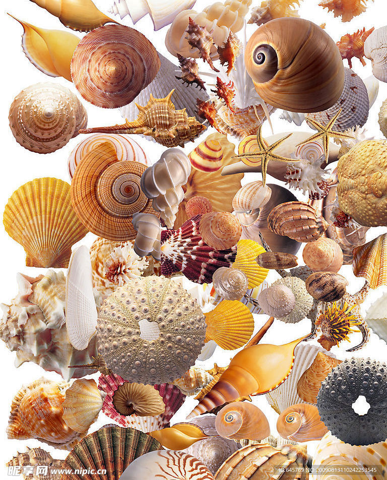 贝壳海星海螺海产素材