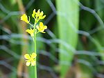 油菜花