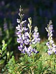 羽扁豆(lupin)2