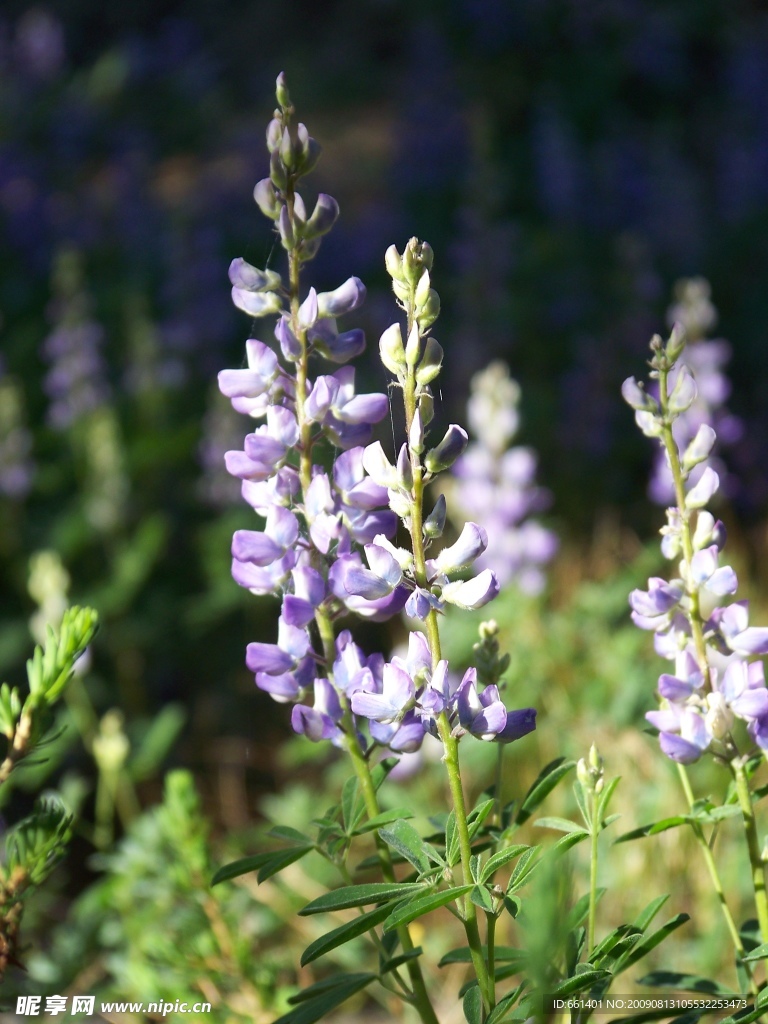 羽扁豆(lupin)2