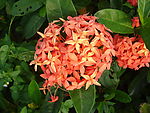 绣球花