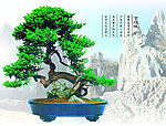 盆景
