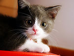 可爱小猫
