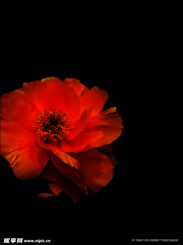 牡丹花