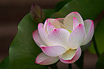 莲花