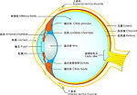 眼球结构图
