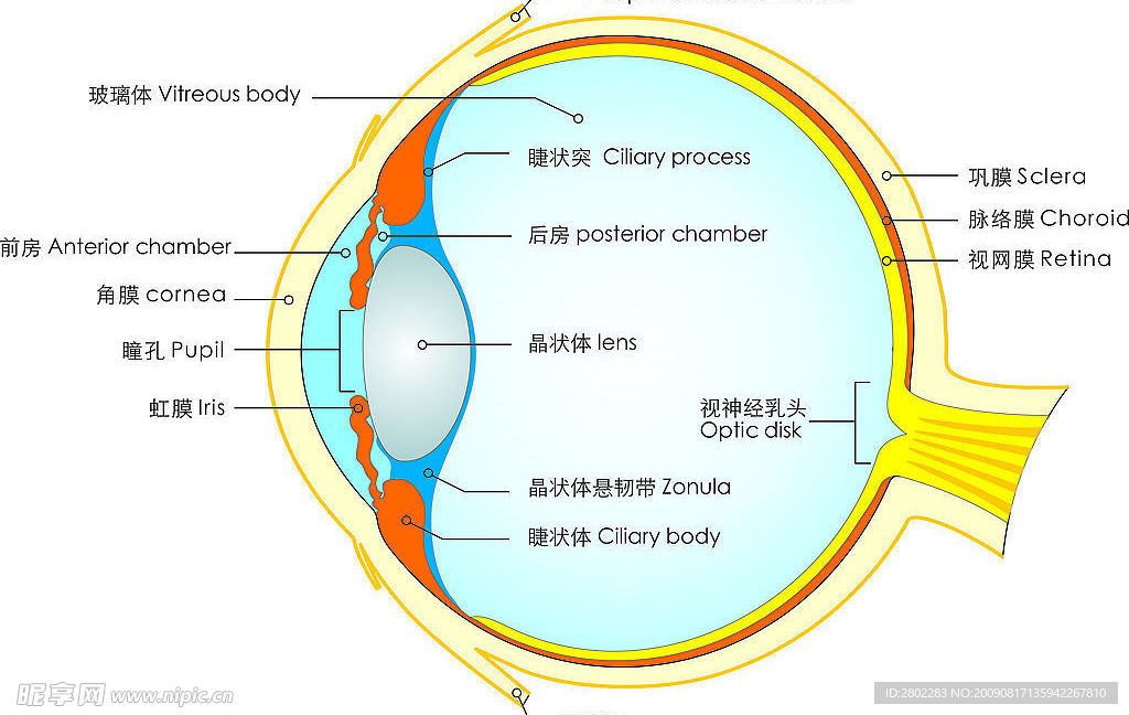 眼球结构图