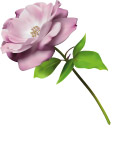 鲜花一朵