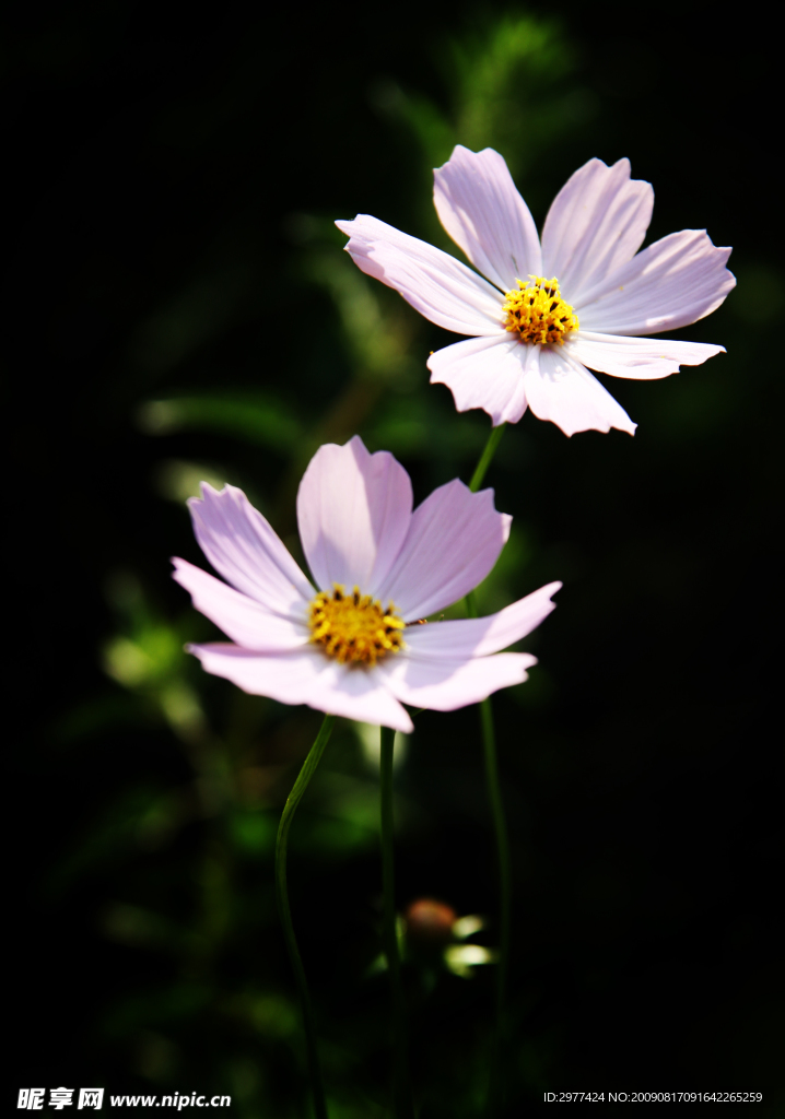 波斯菊