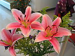 百合花