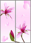 玉兰花