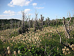 田野美景