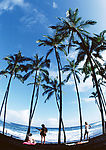 夏威夷海岛风光 椰树 蓝天