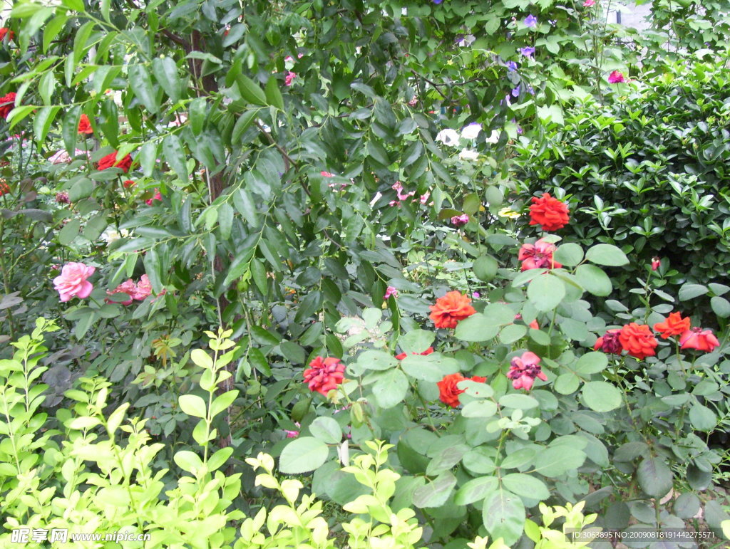 花花草草