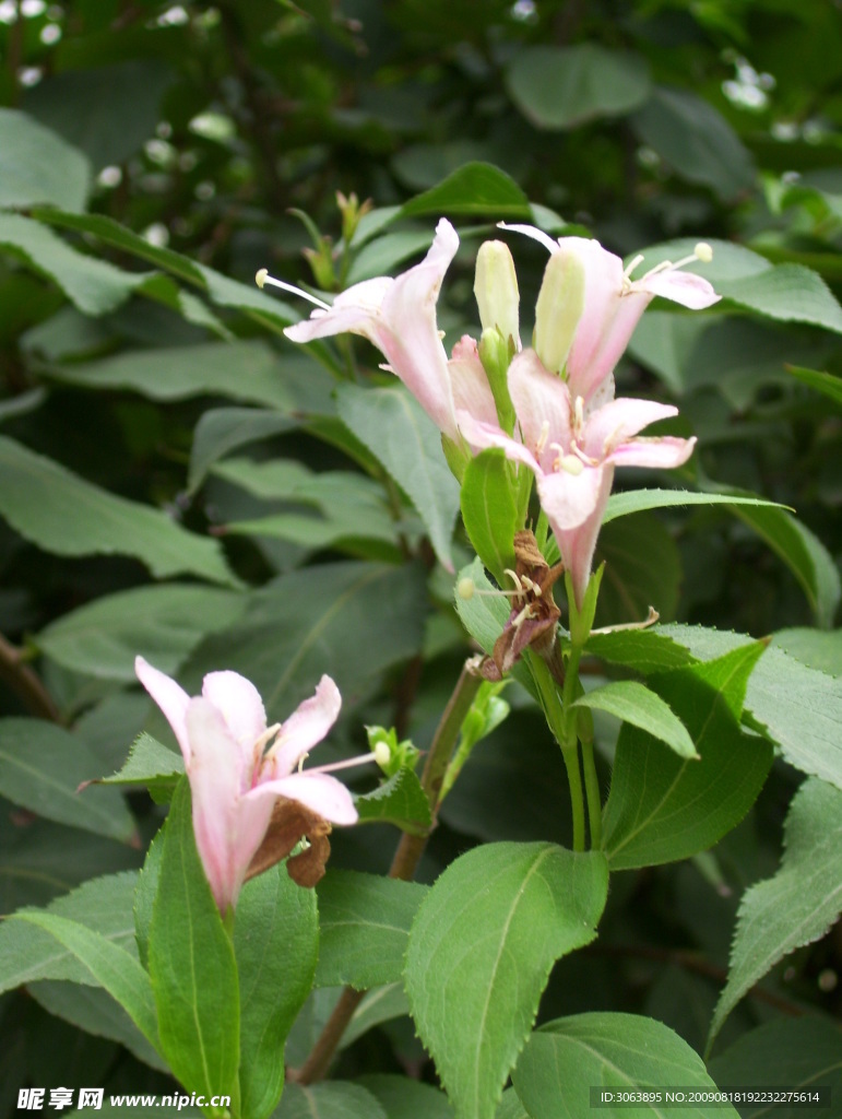 花影重重