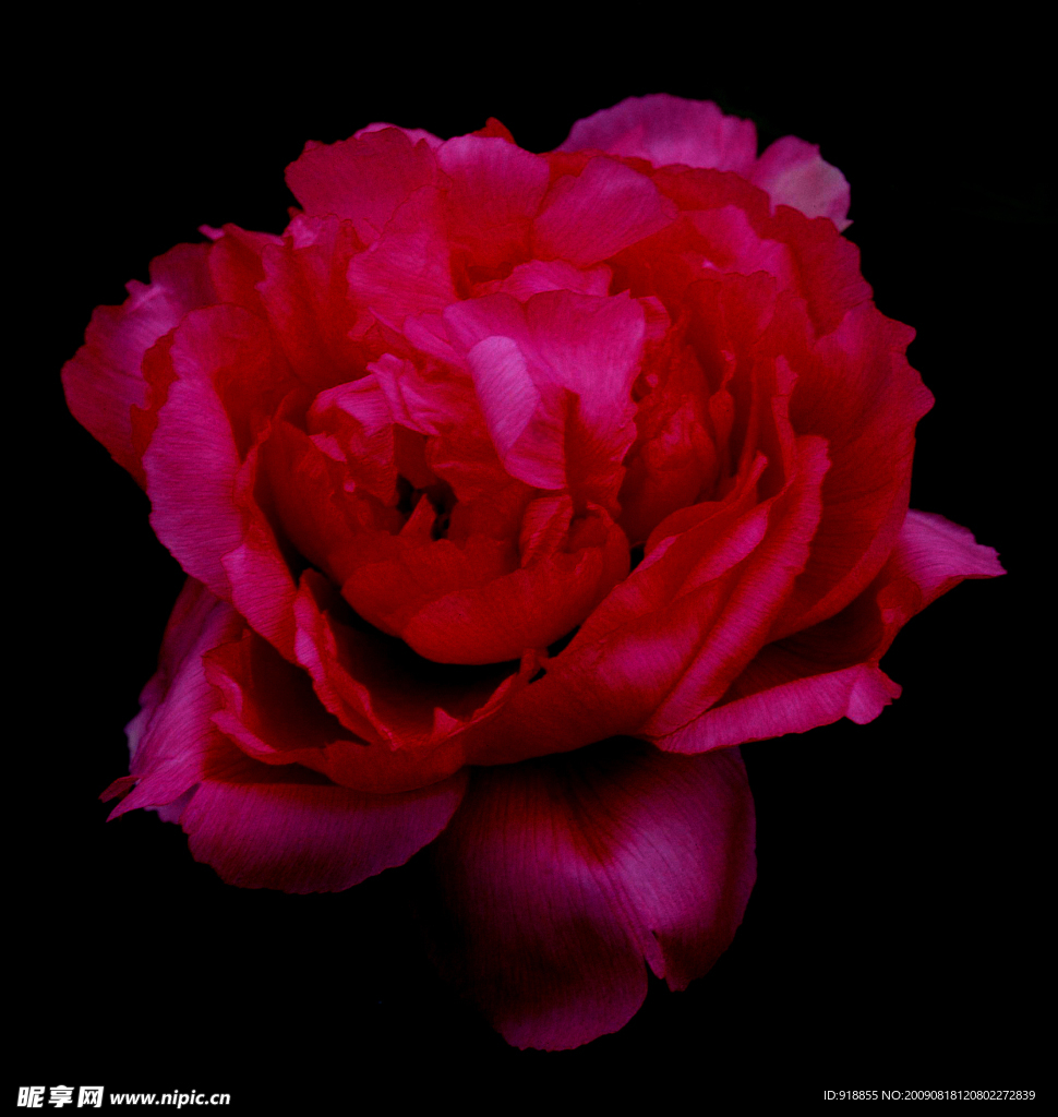 牡丹花