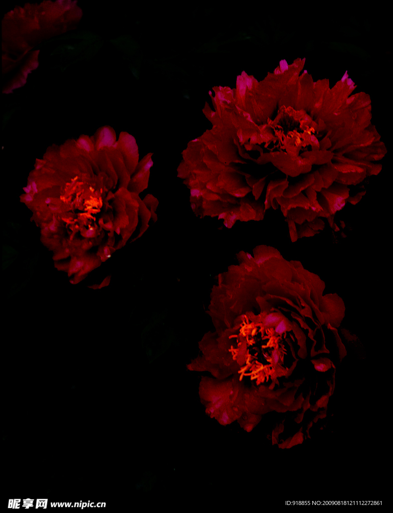 牡丹花