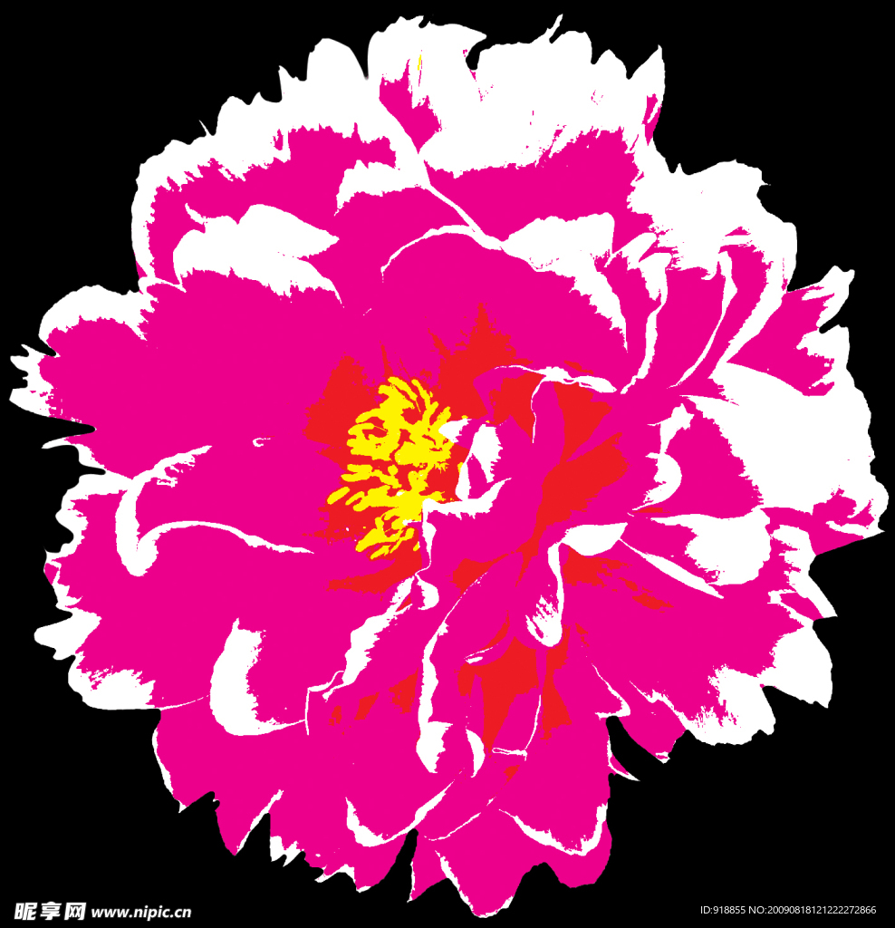 牡丹花