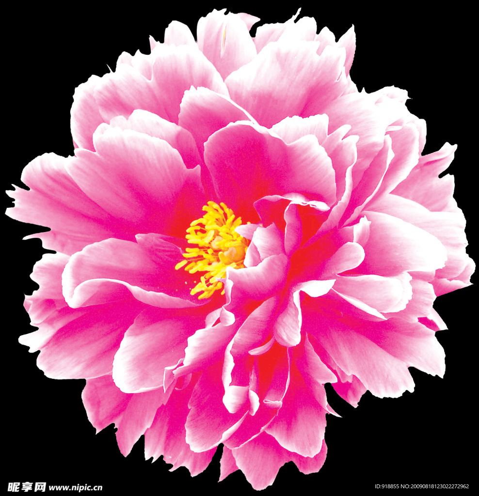 牡丹花