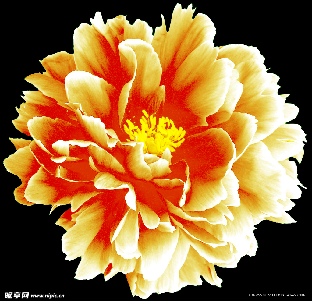牡丹花