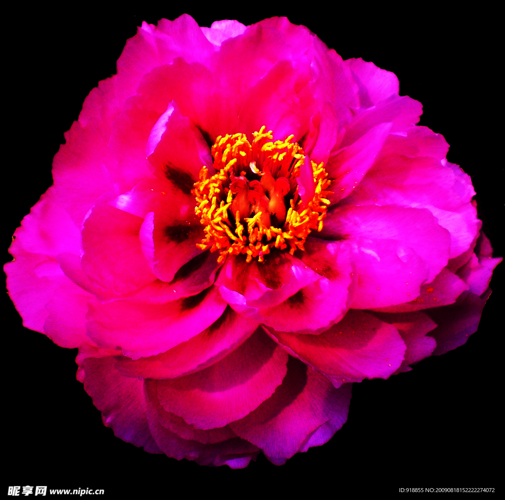 牡丹花