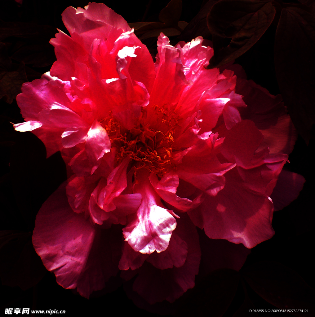 牡丹花