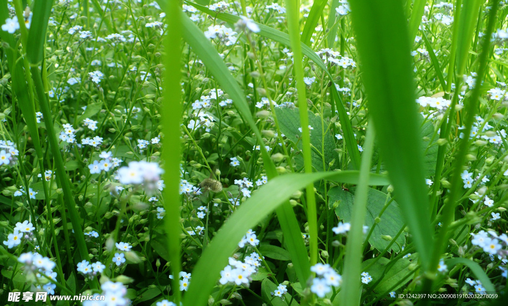 花花草草