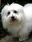 哈巴狗 白色 犬 望 狗 宠物