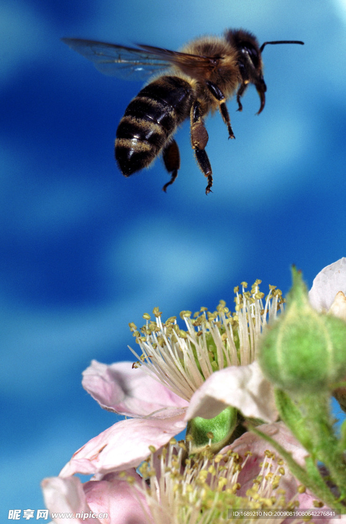 蜜蜂