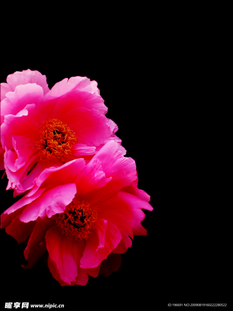 牡丹花