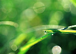 水珠