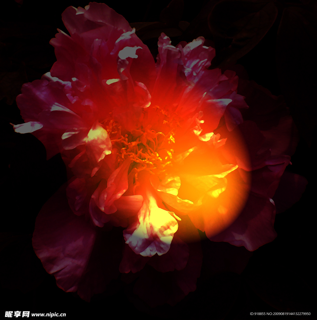 牡丹花