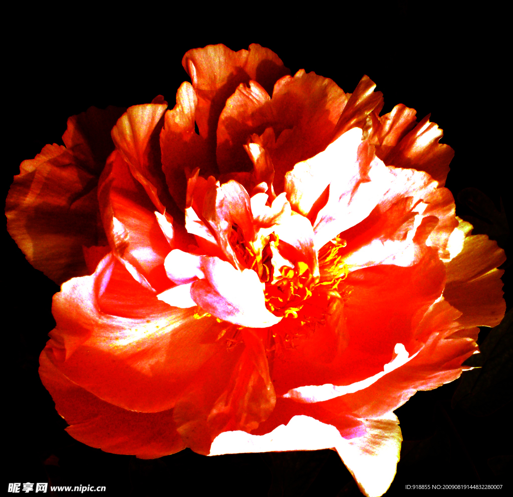 牡丹花