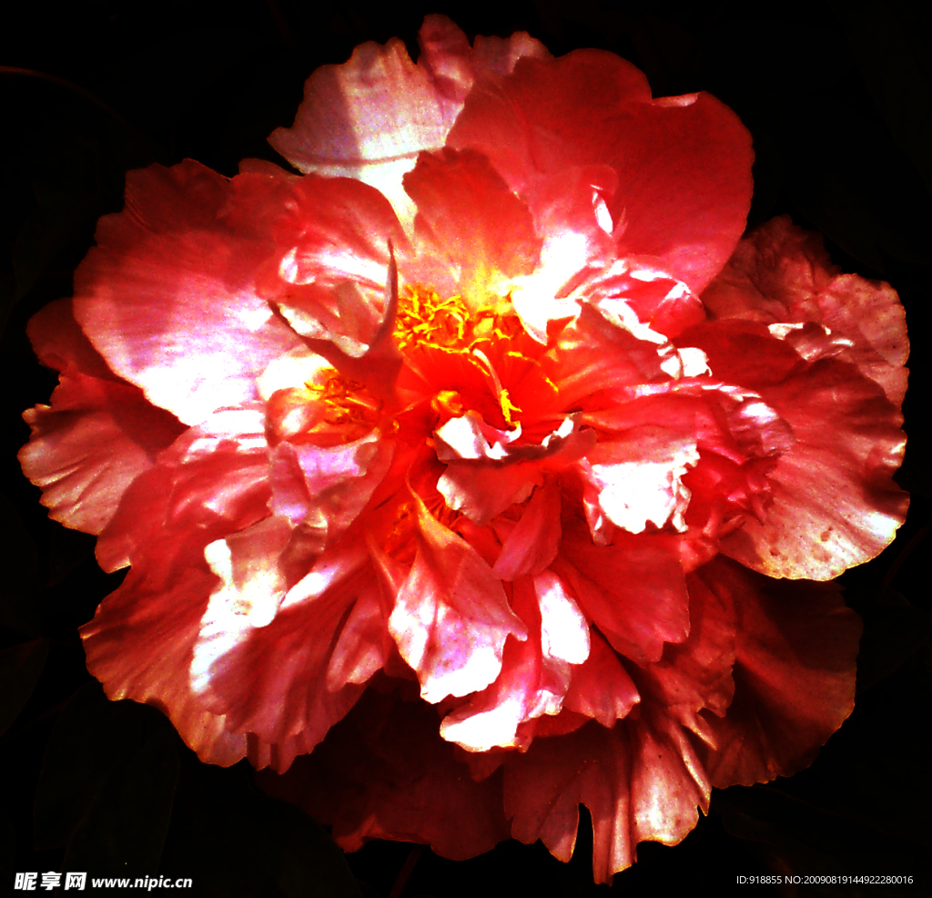 牡丹花