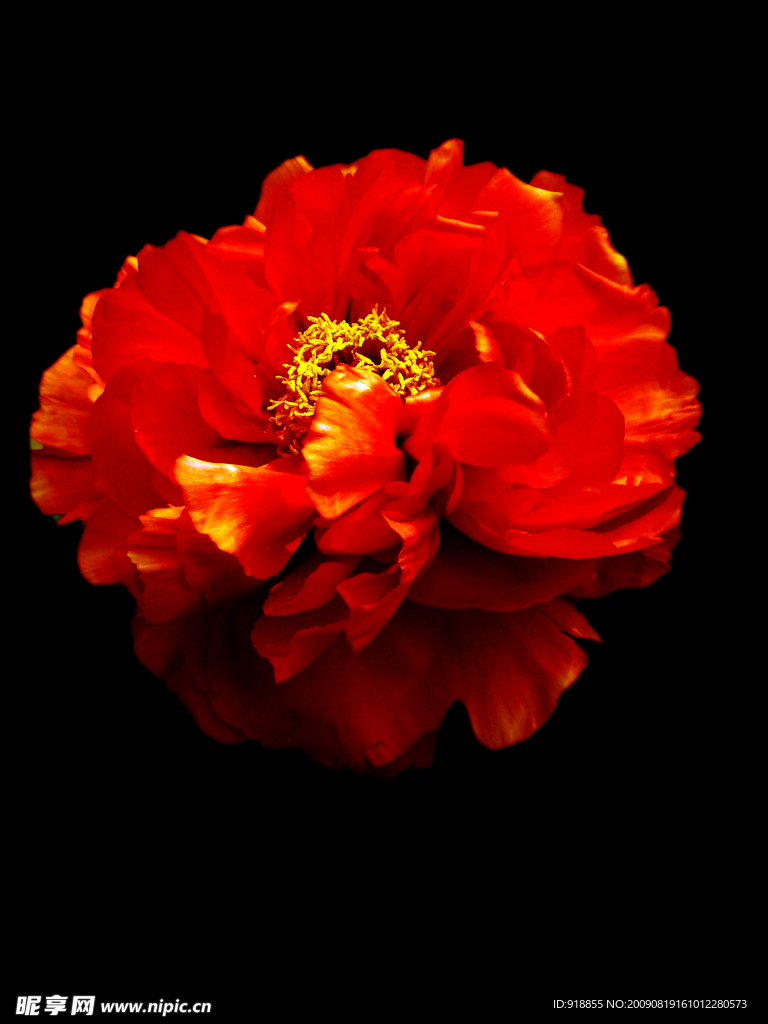牡丹花
