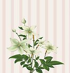 清雅之花