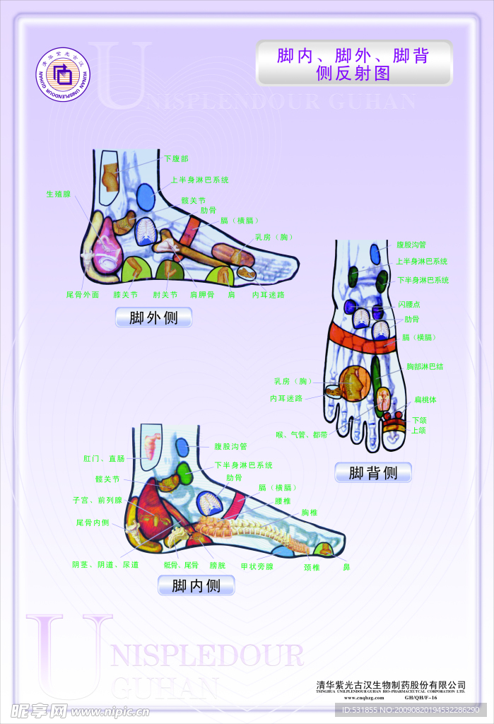 脚内 脚外 脚背侧反射图