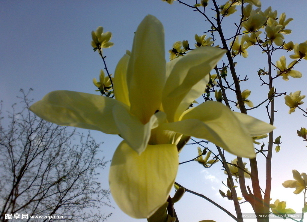 玉兰花
