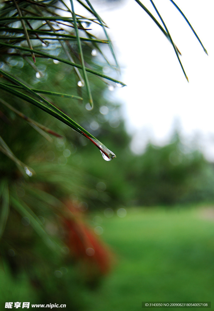 雨后枝头露