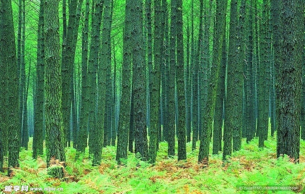丛林这美