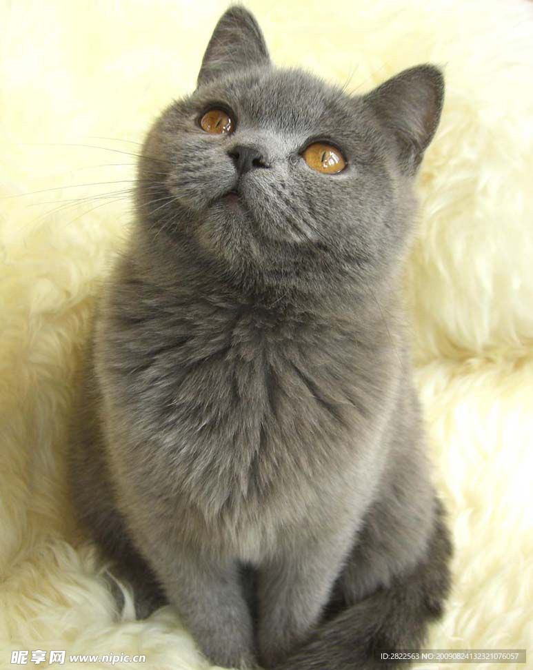 苏格兰折耳猫