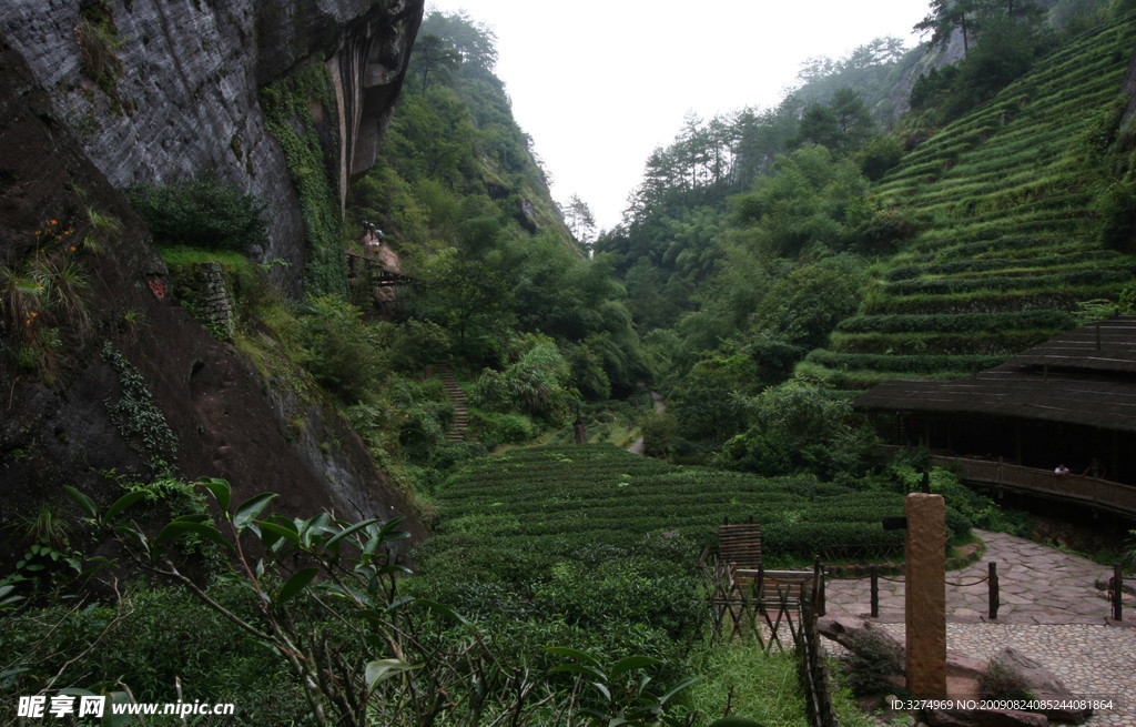 九龙窠 茶山