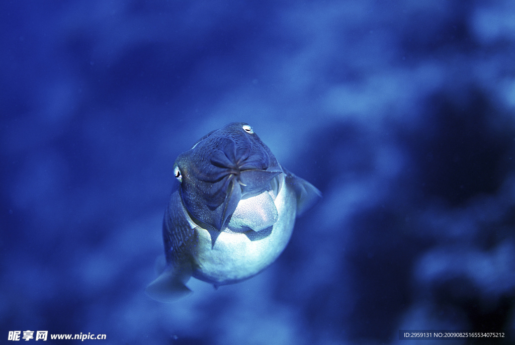 海洋生物